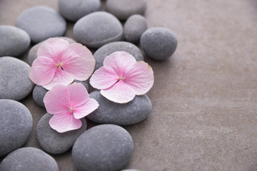 Fototapeta na wymiar Three Pink hydrangea petals with pile of gray stones on gray background