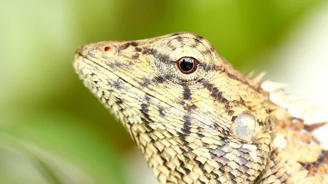 Close up  lizard in Chiangmai  Thailand