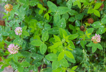 Background of the flowering red clover