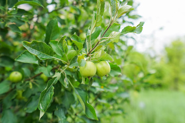 果物狩り・収穫