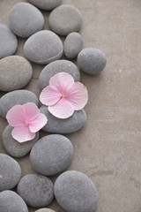 Fototapeta na wymiar Pink two hydrangea petals with pile of gray stones on gray background