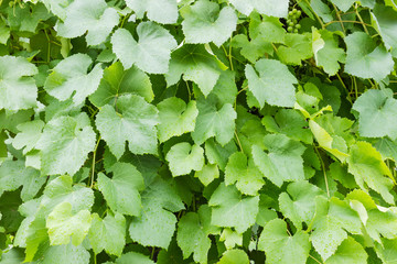 Fototapeta premium Background of leaves of grapevine covered with water drops