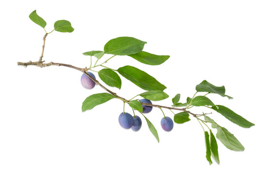 Plum branch with fruits and leaves on a white background