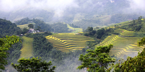 Vietnam terrace rice field