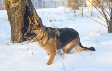 German shepherd in the winter park