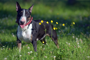 miniature bull terrier on grass and yellow flowers