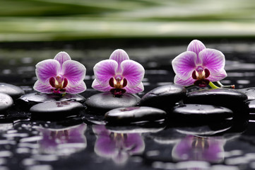 Obraz na płótnie Canvas Pink three orchid on black stones with plant ,reflection 