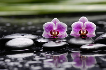Obraz na płótnie Canvas pink branch orchid on black stones with green plant ,reflection 