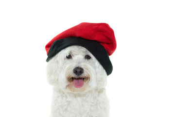 HAPPY MALTESE BICHON DOG WEARING A TYPICAL RED  CATALAN HAT. ISOLATED ON WHITE BACKGROUND
