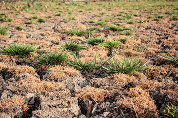 Dry grass with background.