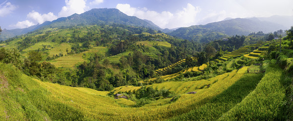 Vietnam terrace rice field