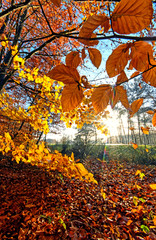 Beauty of autumn / wonderful fall colors in the forest :)