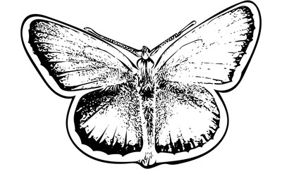 SilverStuddedBlue in ink