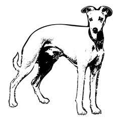 Whippet side-on in ink