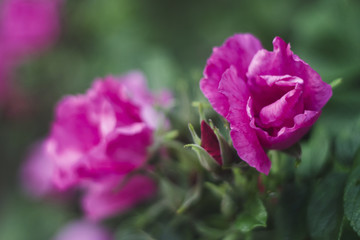 pink wild rose in garden