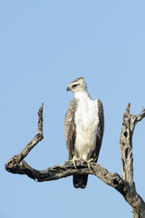 Martial eagle (Polemaetus bellicosus) perched in a tree with blue sky, Kruger National Park, South Africa.