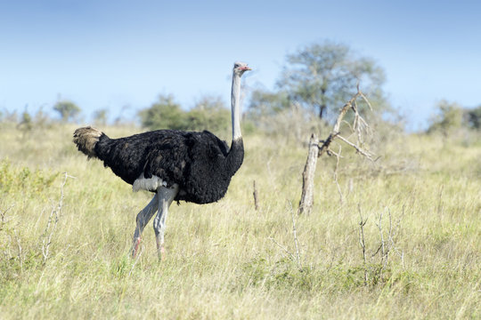 Common ostrich (Struthio camelus) walking on savanna, Kruger national park, South Africa.