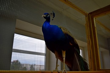 beautiful graceful peacock at the zoo