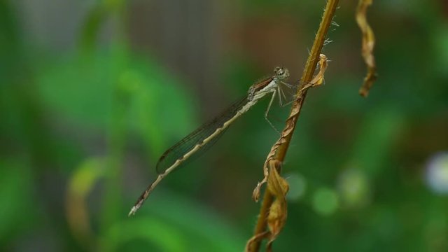 Close-up of a young dragonfly Sympecma fusca with wings of a blade of grass on a stalk in the foothills of the Caucasus