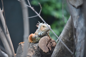 Iguane 