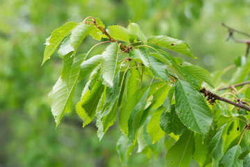 Sweet cherry, Prunus avium twig with leaves
