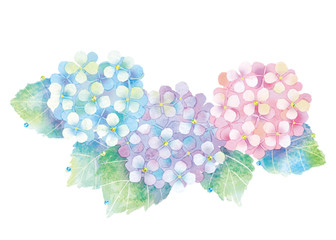 あじさいのイラスト