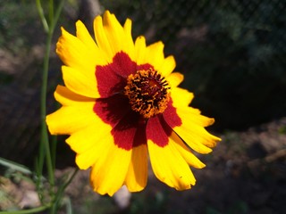 Красивые цветы, сад, цветник