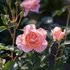 Flower of a rose blooms in the garden