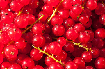 Background of Ripe Red Currant