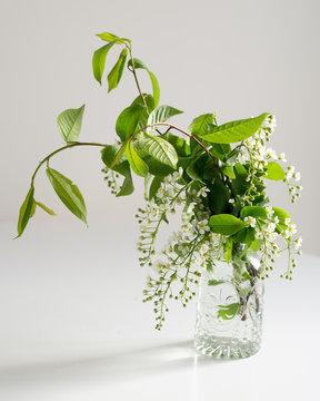 Fototapeta Branch of blossoming bird cherry in a glass vase