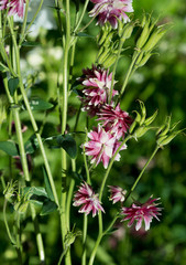 Flowers Aquilegia vulgaris var. Stellata