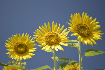 青空に向日葵