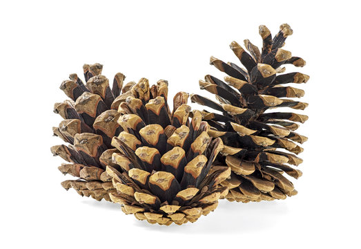 Three brown pine cones on a white background