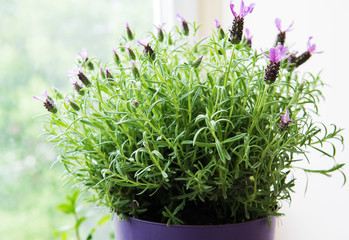 Flower pot of Spanish lavender