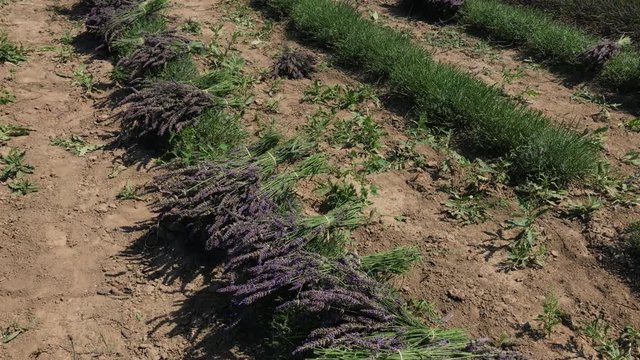 Bundles of garden lavender flowers in row with flying bees during harvest season on herb farm, harvest is stored from a few rows, straight rows of grass yield, bees sip nectar, dry ground, plan view