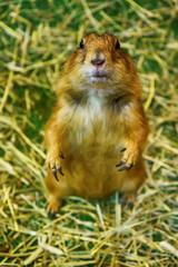 Prairie dog are poses photography. It's small mammals, are in the same family as squirrels.