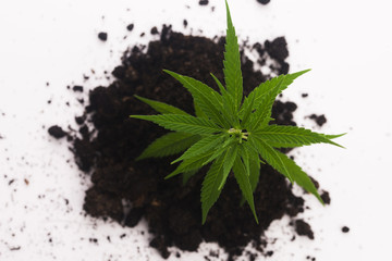 Cannabis plant in soil on white background
