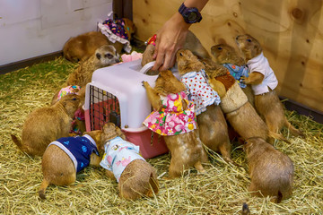 Many prairie dog like to cage. It's small mammals, are in the same family as squirrels.