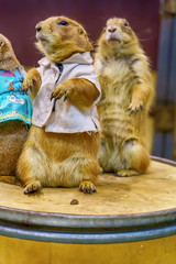 Prairie dog are poses photography. It's small mammals, are in the same family as squirrels.