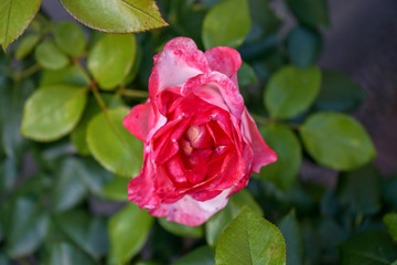 beautiful red rose in garden