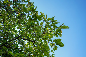 quince tree branches and blue sky