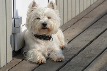 Portrait of a small white dog, West Highland White Terrier