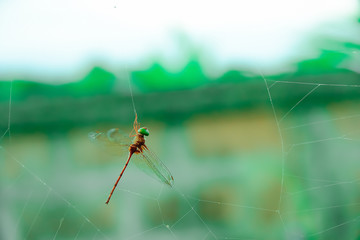 Dragonrfly on a spider web