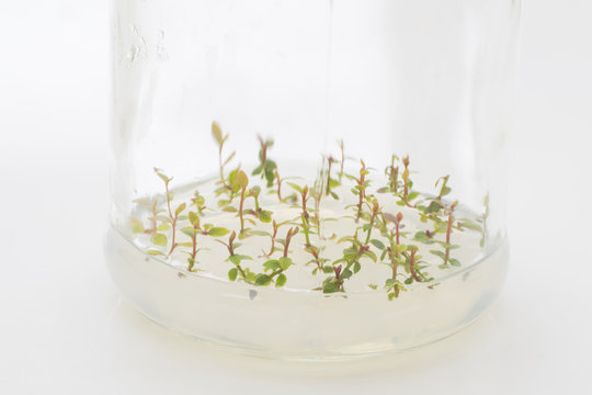 micropropagation of blueberry