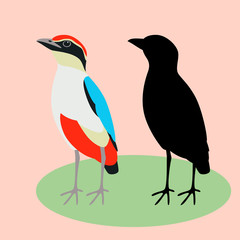 blue winged pitta bird vector illustration flat style silhouette