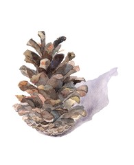 Pine cone mexican pinyon watercolor hand. Background for invitations, textile design, package, packaging paper, patterns, prints, postcards, wallpapers, New Year decor. Winter holidays design elements