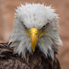 Bald Eagle (Haliaeetus leucocephalus)