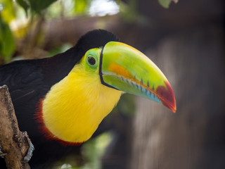 Keel-billed toucan (Ramphastos sulfuratus)