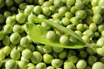 Fototapeta na wymiar worm is in the inside of a pod of green peas