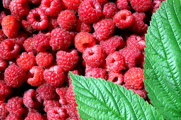 texture fresh juicy fresh raspberry collected background